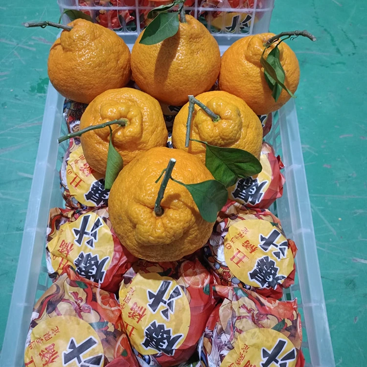 Fresh Honey Mandarin